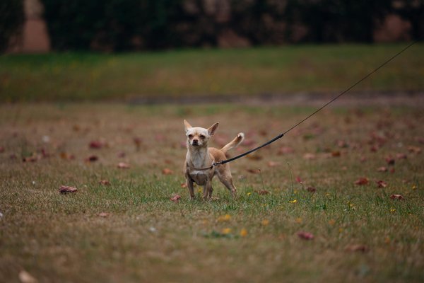 Welche Strategien nutzen Tiere zur Verteidigung gegen Fressfeinde?