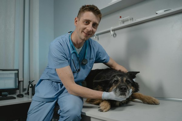 Welche sind die h√§ufigsten Gesundheitsprobleme bei Hunden?